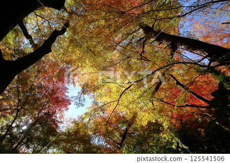 色彩鮮豔的楓葉 125541506
