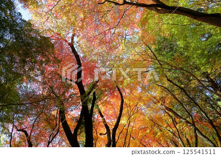 Vividly colored maple leaves Vividly colored maple leaves 125541511
