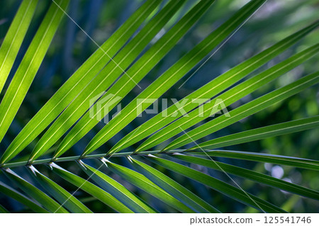 Palm leaf in the back lit. Bright green rainforest foliage. Natural aesthetic background. Palm tree tropical wallpaper. Palm leaf in the back lit. Bright green rainforest foliage. Natural aesthetic background. Palm tree tropical wallpaper. 125541746