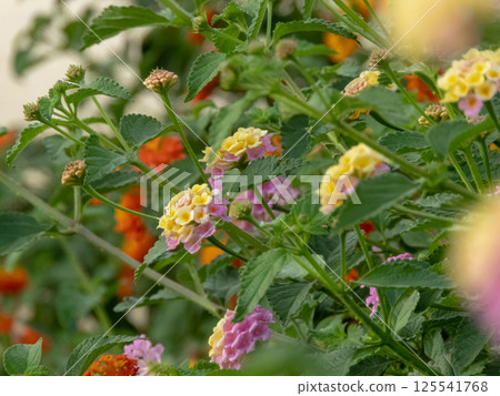 Lantana camara branches with pink and yellow flower heads, leaves and buds in the garden. Shrub verbena flowering plant. 125541768