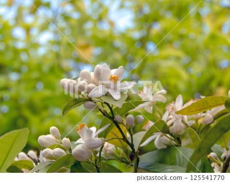 White orange tree flowers, leaves and buds bunch on the blurred garden background. Citrus sinensis flowering plant. White orange tree flowers, leaves and buds bunch on the blurred garden background. Citrus sinensis flowering plant. 125541770