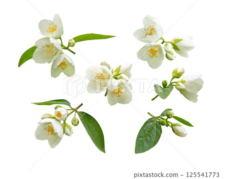 White flowers, leaves and buds set isolated on white background. Philadelphus or mock-orange flowering plant. 125541773