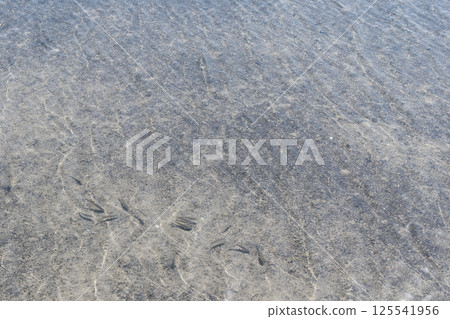 一群小魚在海灘的淺水中游動 125541956