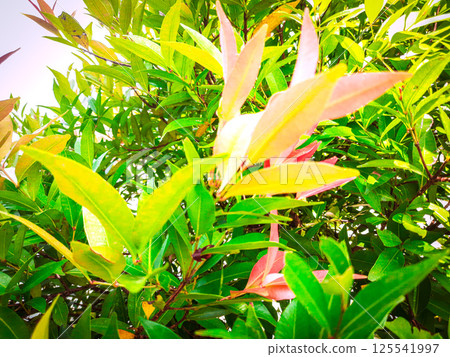 A moving green leaf tree 125541997