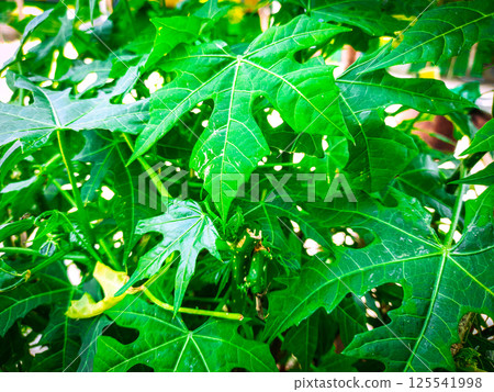 A moving green leaf tree 125541998