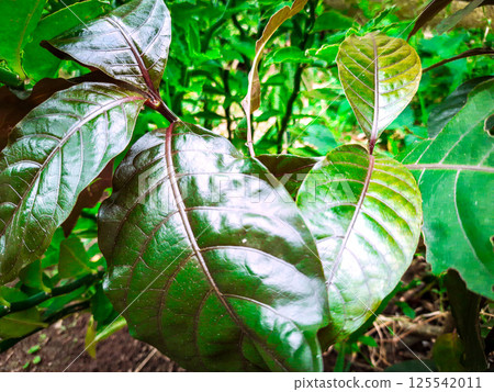 A moving green leaf tree A moving green leaf tree 125542011