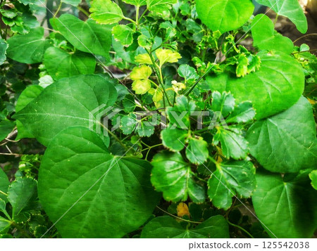 A moving green leaf tree 125542038