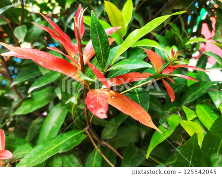 A moving green leaf tree 125542045