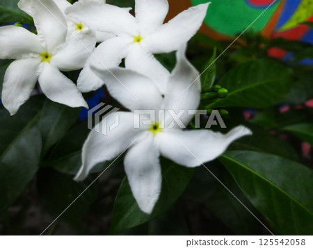 A moving green leaf tree 125542058