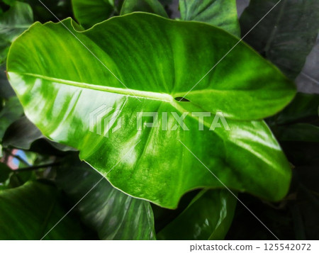 A moving green leaf tree 125542072
