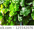 A moving green leaf tree 125542076