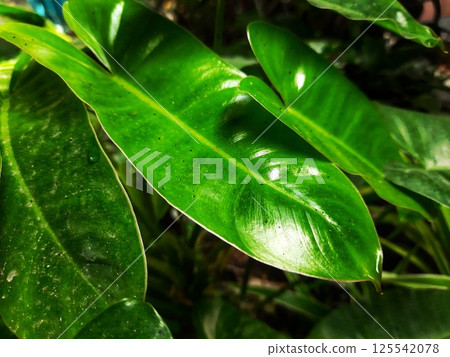 A moving green leaf tree 125542078