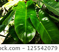 A moving green leaf tree 125542079