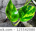 A moving green leaf tree 125542080