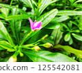 A moving green leaf tree 125542081