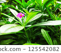 A moving green leaf tree 125542082