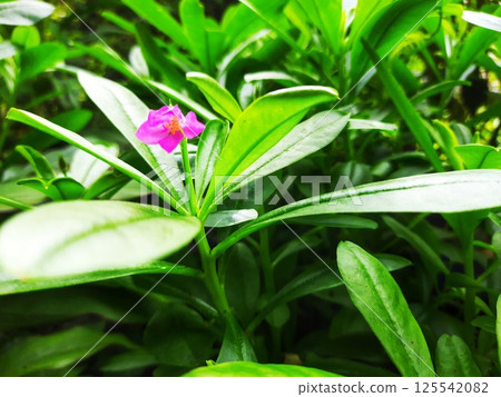 A moving green leaf tree 125542082