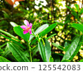 A moving green leaf tree 125542083