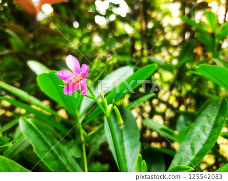 A moving green leaf tree 125542083