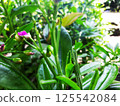 A moving green leaf tree 125542084