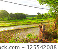 A moving green leaf tree 125542088