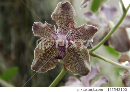 Close-Up of Vibrant Purple Orchid Blossoms 125542100