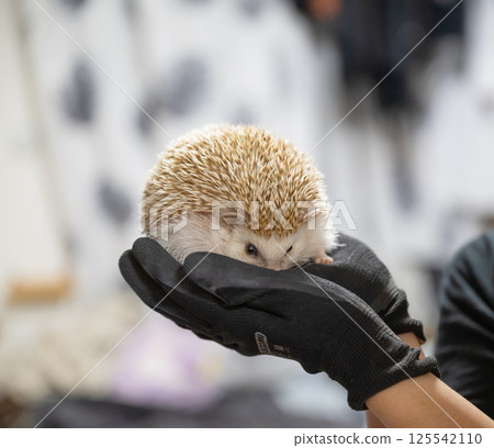 Hedgehog burying his face in his palm Hedgehog burying his face in his palm 125542110