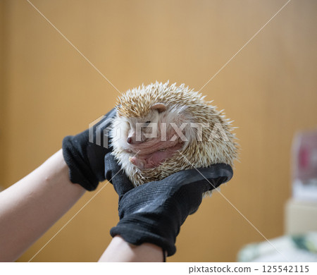 A hedgehog curled up in the palm of your hand, showing its belly 125542115