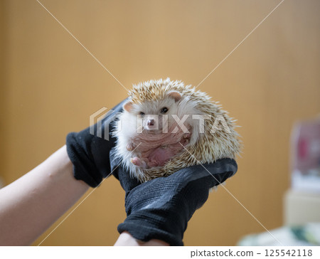 手掌上一隻咧嘴笑的刺猬 125542118