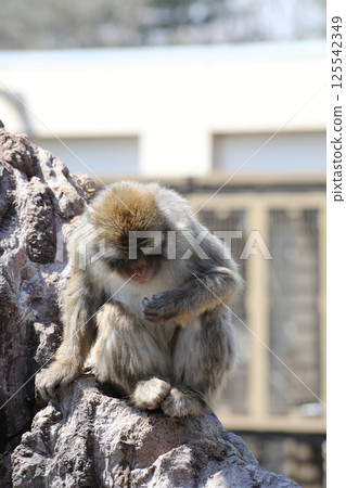 Japanese monkey at Obihiro Zoo Japanese monkey at Obihiro Zoo 125542349