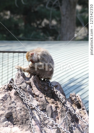 Japanese monkey at Obihiro Zoo Japanese monkey at Obihiro Zoo 125542350
