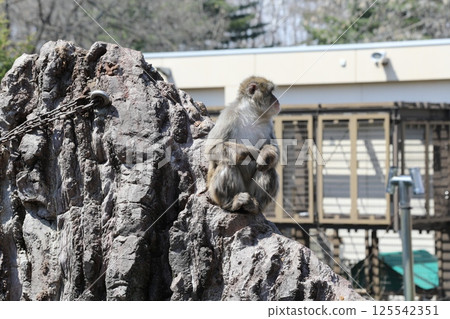 在帶廣動物園的日本猴子 在帶廣動物園的日本猴子 125542351