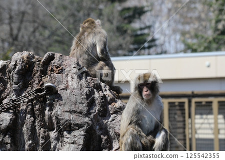 Japanese monkey at Obihiro Zoo Japanese monkey at Obihiro Zoo 125542355