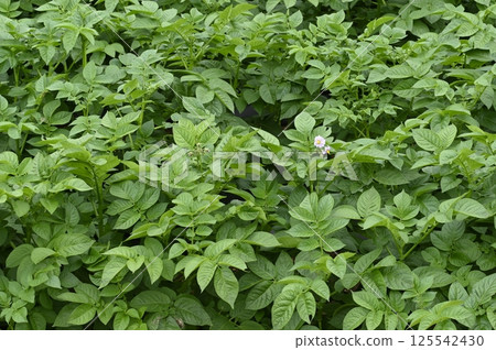 Potato field Potato field 125542430