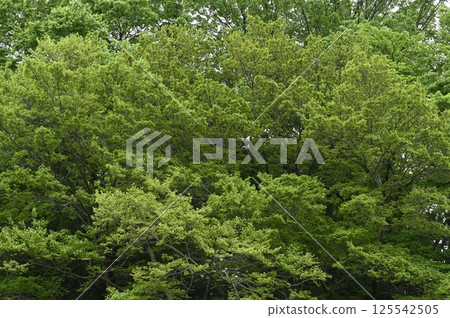 Fresh green tree 125542505