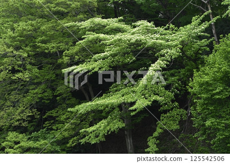 Fresh green tree 125542506