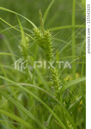 Sedge growing on the bank 125542820