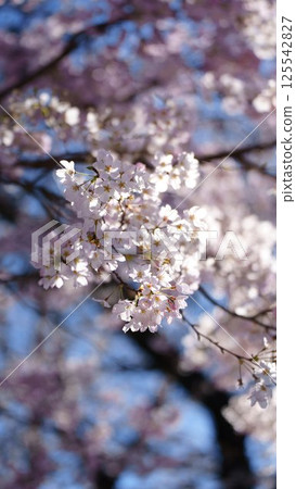 Cherry blossoms shining in spring sunshine 125542827