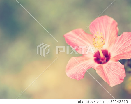 Hibiscus and copy space 125542863