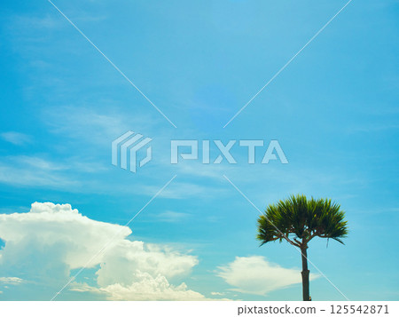 沖繩的藍天和露兜樹 125542871