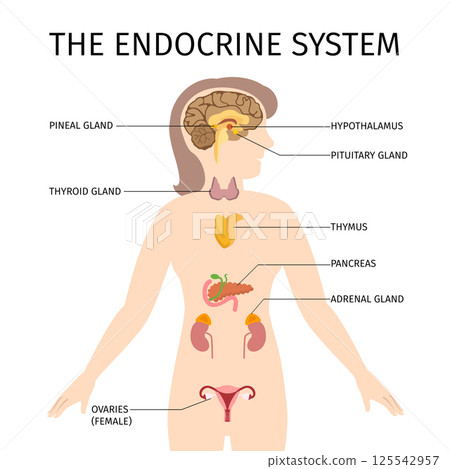 Schematic colorful vector illustration of female endocrine system 125542957