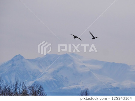 Swans and heavy snow Swans and heavy snow 125543164