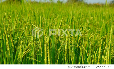 Rice field agriculture grain food yield season 125543258