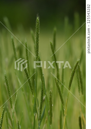 Ears of Setogaya growing in a rice paddy 125543282