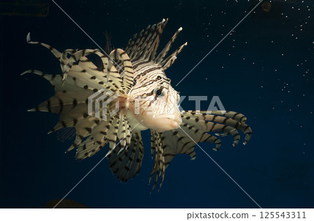 Lionfish, Lionfish, Poisonous Fish, Lionfish Breeding Lionfish, Lionfish, Poisonous Fish, Lionfish Breeding 125543311