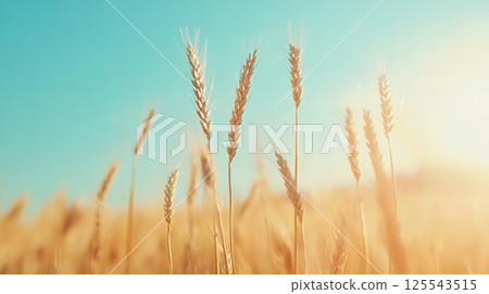 Ripe golden wheat stalks are swaying gently in the breeze under a clear turquoise sky, illuminated by the warm glow of the setting sun, creating a serene and picturesque agricultural landscape 125543515