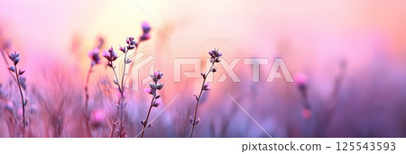 Soft sunlight bathes a field of purple wildflowers, creating a dreamy and serene landscape during a beautiful sunset, evoking feelings of peace and tranquility 125543593