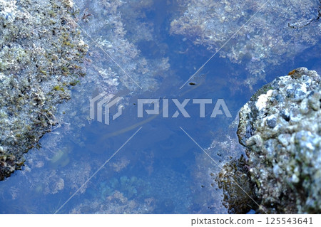 seaweed in the sea seaweed in the sea 125543641
