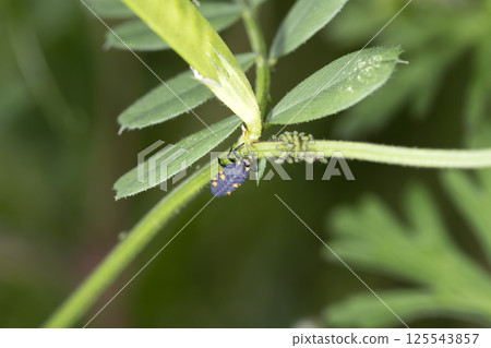 Ladybird lady eating aphids 125543857