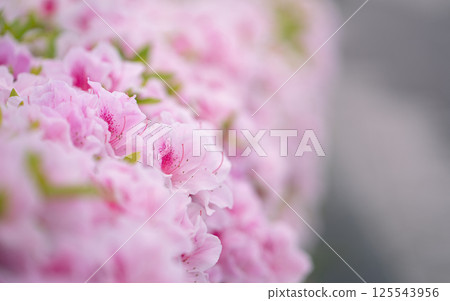 春天盛開的杜鵑花 125543956